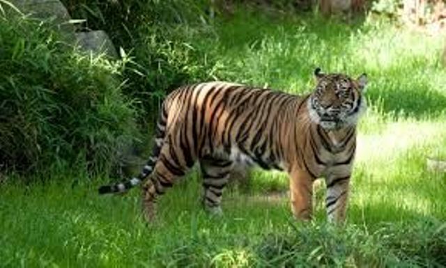 पीलीभीत में बाघों का आतंक, खुले में सौच-टाइगर की मौज