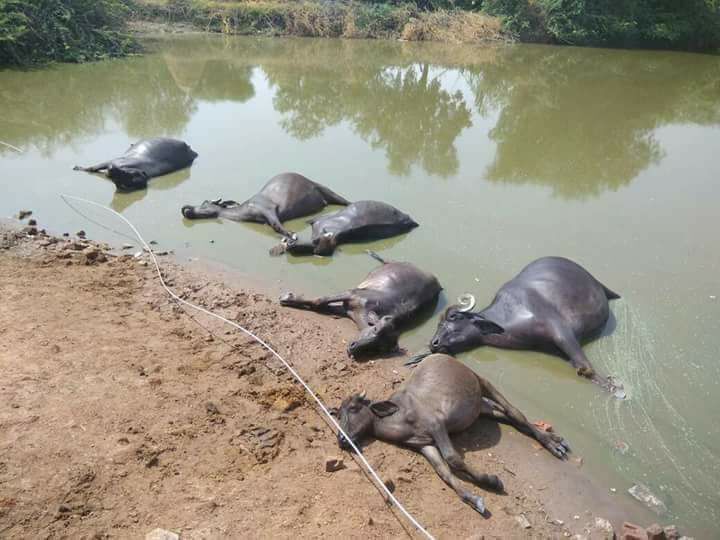 हरियाणा में दर्दनाक हादसा, तालाब में टूटकर गिरा तार, किसान की पांच भेंसों की मौत