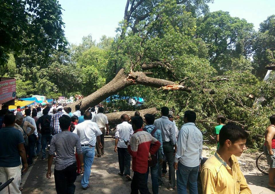 हरदोई में सडक पर गिरा पेड़, कई गाड़ियों के दबे होने की आशंका