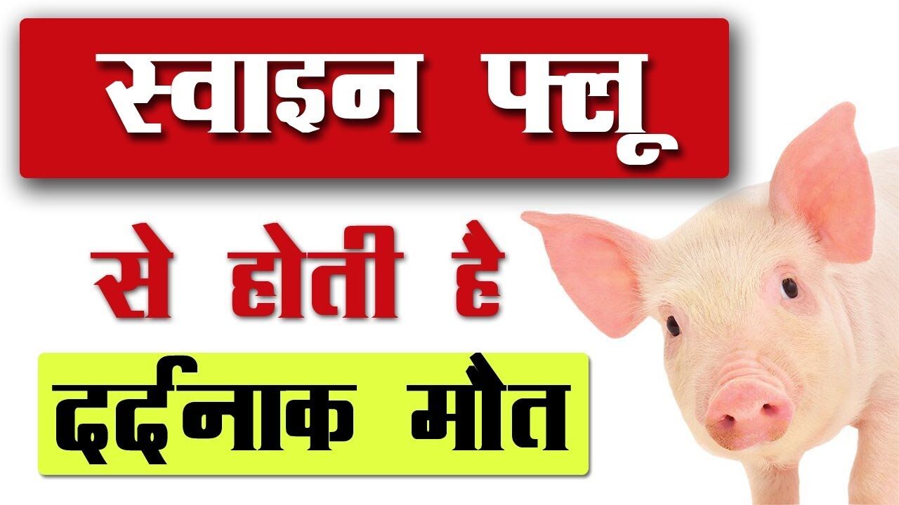 राजस्थान में स्वाइन फ्लू का कहर, दो महीने में 88 मौत, एक विधायक भी चपेट में आये राजस्थान में स्वाइन फ्लू का कहर, दो महीने में 88 मौत, एक विधायक भी चपेट में आये