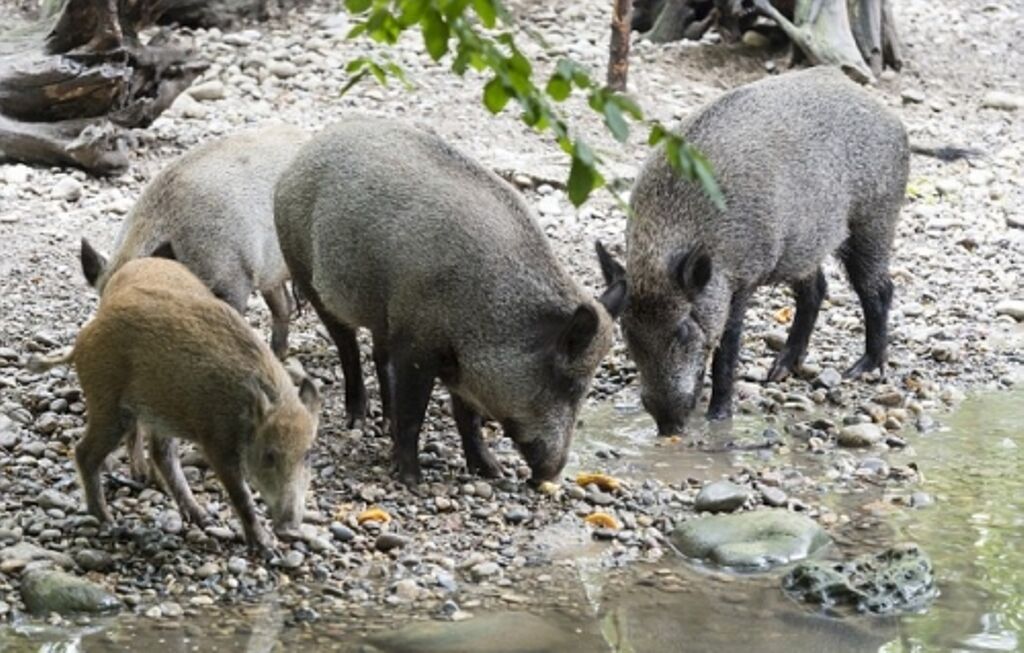 शोध: पूर्वांचल के इलाकों में सुअरों से फैल रहा जापानी इंसेफेलाइिटस