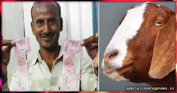 OMG...मालिक के 66,000 रुपए खा गई भूखी बकरी, जानिए- फिर मालिक ने क्या किया..?