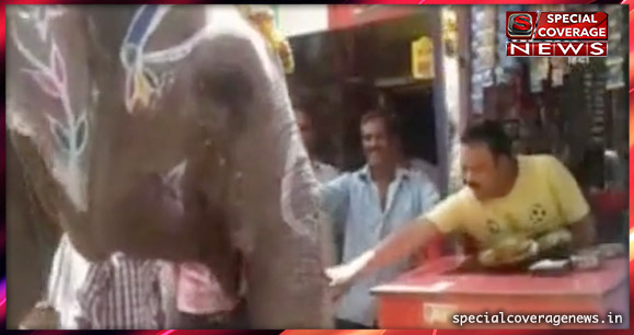 12 साल से हर रोज पान की दुकान पर पान खाने आता है ये हाथी, देखिए- VIDEO