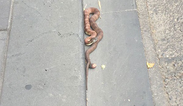 घूम रहा जहरीला सांप लोगों के पड़ा पीछे, सड़क पर मची हलचल फिर...