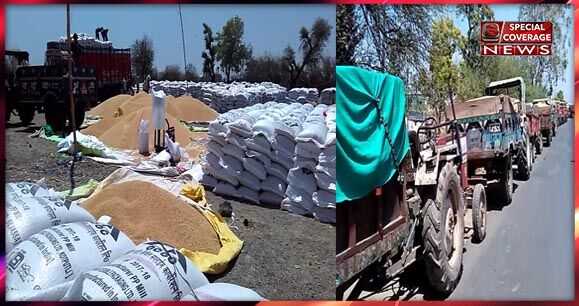 सीएम के विधानसभा क्षेत्र में गेंहू खरीदी की खुली पोल, परिवहन नहीं होने से खुले में पड़ा हजारों क्विंटल गेंहू
