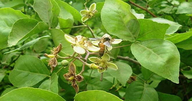 जानिए श्रावण मास में बिल्व का महत्व एवं तोड़ने के महत्वपूर्ण नियम