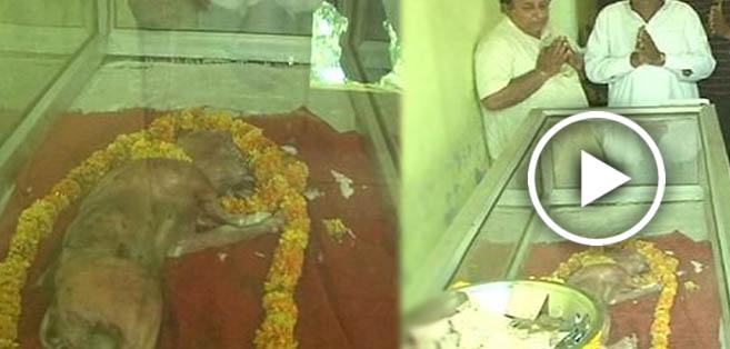 गाय के बच्चे की इंसानी शक्ल, देखने की उमड़ी भीड़!