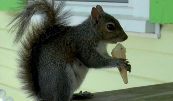 देखें वीडियो: यह गिलहरी आइसक्रीम खाने रोजाना आती है दुकान पर