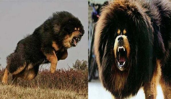 गजब: हवाई जहाज से भी ज्यादा महंगा है इस कुत्ते की कीमत...!