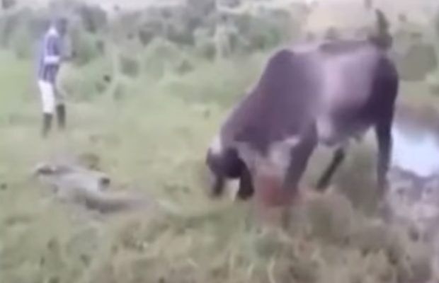 देखें वीडियो: माँ की ममता, विशालकाय एनाकोंडा से भिड़ गई गाय