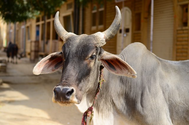 केंद्र सरकार ने मांस के लिए मवेशियों की बिक्री पर लगाई पाबंदी, हत्या पर भी रोक! केंद्र सरकार ने मांस के लिए मवेशियों की बिक्री पर लगाई पाबंदी, हत्या पर भी रोक!