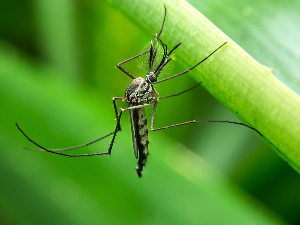 ये है दुनिया का सबसे खतरनाक उड़ने वाला कीड़ा , जाने कितने तरह की बीमारियाँ फैलाते हैं ये