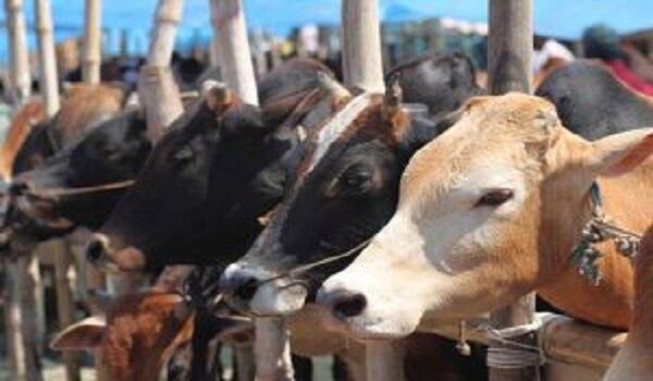 यूपी के बाद अब बिहार में भी अवैध बूचड़खानों पर लगेगी लगाम, जल्द ही शुरू होगी कार्रवाई