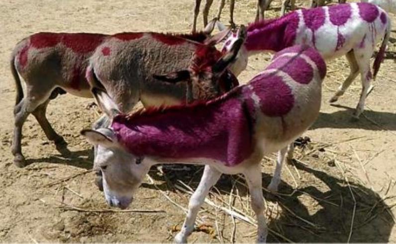 इस मेले का कोई नेता क्यों नहीं करता उद्घाटन, वजह जानकर उड़ जायेंगे होश!