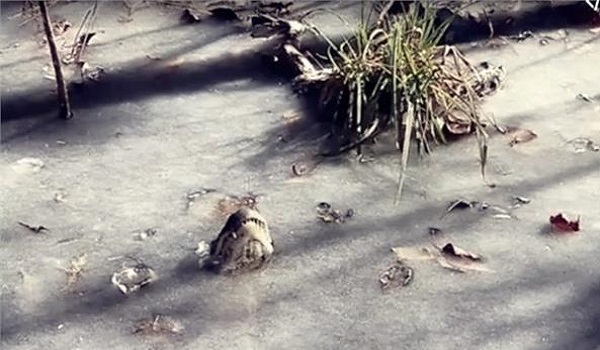 OMG: ठंड की वजह से झील में ही जम गए मगरमच्छ, सामने आया खौफनाक वीडियो