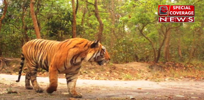 VIDEO : बाघ ने युवक को बनाया निवाला, गांव वालों में दहशत