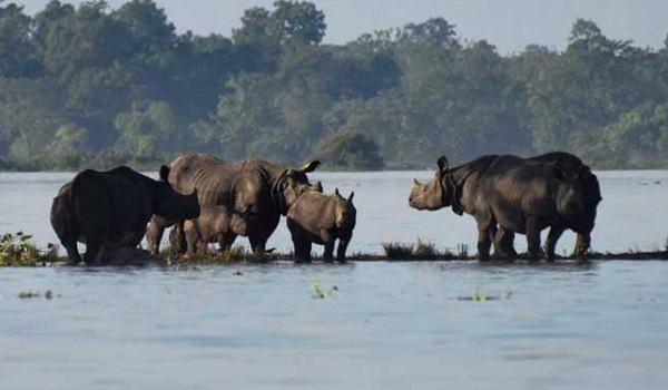 असम में बाढ़ का कहर, अब तक काजीरंगा पार्क में 140 जानवरों की मौत