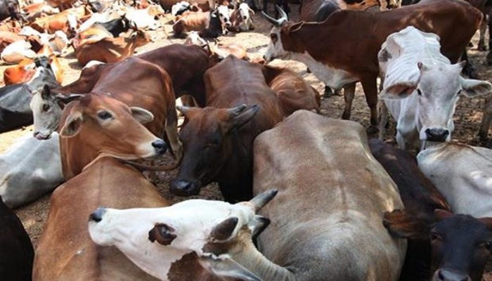 पंजाब के बठिंडा में गौशाला की छत गिरी, मलबे में दबीं करीब 100 गाय, मचा हाहाकार पंजाब के बठिंडा में गौशाला की छत गिरी, मलबे में दबीं करीब 100 गाय, मचा हाहाकार