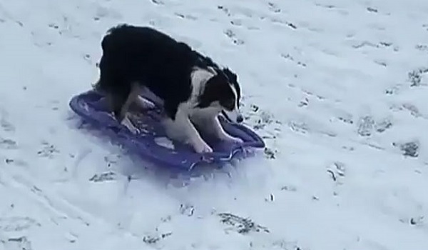 बर्फबारी में इस कुत्ते ने किया कुछ ऐसा कारनामा की देखकर हैरान हो जाएंगे आप