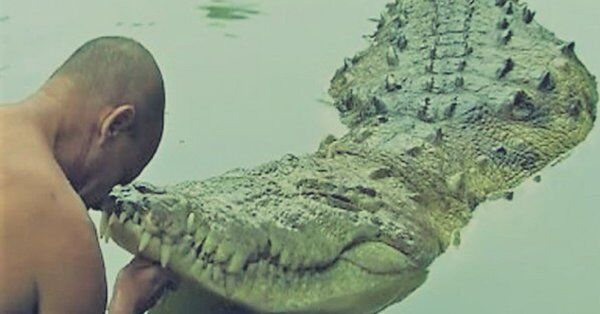 60 सालों से सिर्फ मंदिर का प्रसाद खाता है ये मगरमछ