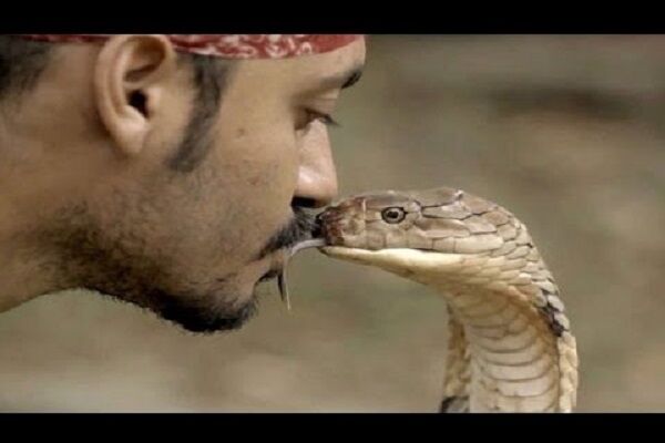 गजब: वीडियो में देखिए सांप और इंसान का Kiss और फिर...