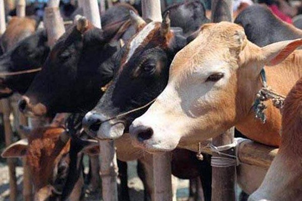 महाराष्ट्र: पुणे-अहमदाबाद हाईवे पर 4 टन बीफ जप्त, गौसेवकों की सूचना पर पुलिस ने नौ लोगों को किया गिरफ़्तार महाराष्ट्र: पुणे-अहमदाबाद हाईवे पर 4 टन बीफ जप्त, गौसेवकों की सूचना पर पुलिस ने नौ लोगों को किया गिरफ़्तार