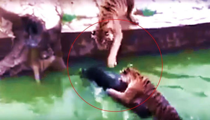 चिड़ियाघर में चार भूखे बाघों के सामने फेंका जिंदा गधा, शिकार ऐसा VIDEO देखकर कांप जाएंगे! चिड़ियाघर में चार भूखे बाघों के सामने फेंका जिंदा गधा, शिकार ऐसा VIDEO देखकर कांप जाएंगे!