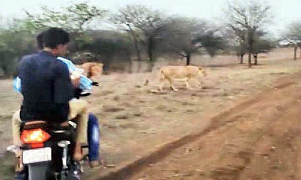 VIDEO: जब दो लोगों ने शेरों के पीछे दौड़ाई बाइक, फिर अचानक... VIDEO: जब दो लोगों ने शेरों के पीछे दौड़ाई बाइक, फिर अचानक...