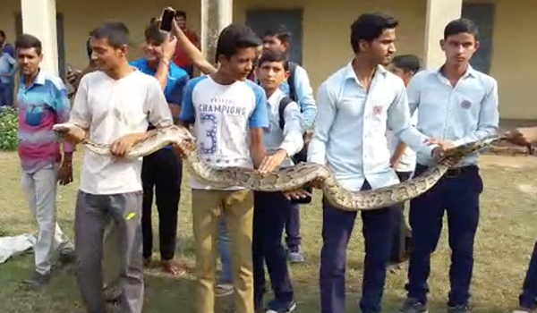 VIDEO: मुजफ्फरनगर थाना ककरौली क्षेत्र के किसान इंटर कॉलेज में निकला विशाल अजगर