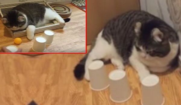 देखें वीडियो, इस बिल्ली के टैलेंट के आगे इंसान भी फेल देखें वीडियो, इस बिल्ली के टैलेंट के आगे इंसान भी फेल