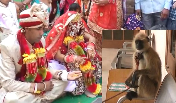 शादी में ससुराल वालों ने दूल्हे को दहेज में दिया लंगूर, अब कर रहा है ये काम