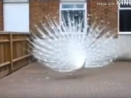 नहीं देखा होगा आपने सफ़ेद मोर का डांस, देख के भूल जाओगे सब कुछ, देखें वीडियो