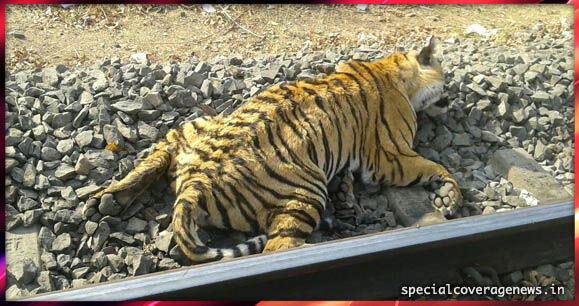सीहोर में ट्रेन से टकराकर बाघ की मौत