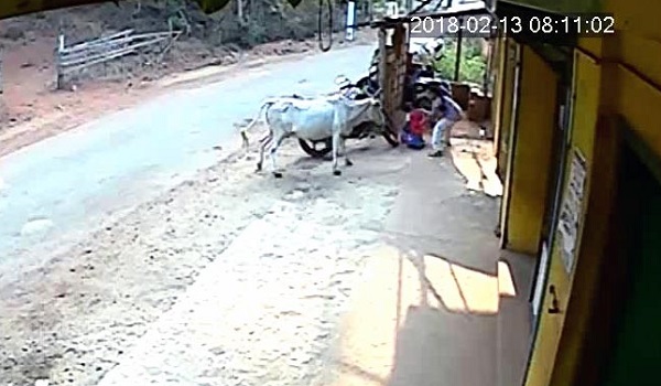 8 साल की बच्ची अपने छोटे भाई को बचाने के लिए हमलावर गाय से भीड़ गई, VIDEO वायरल