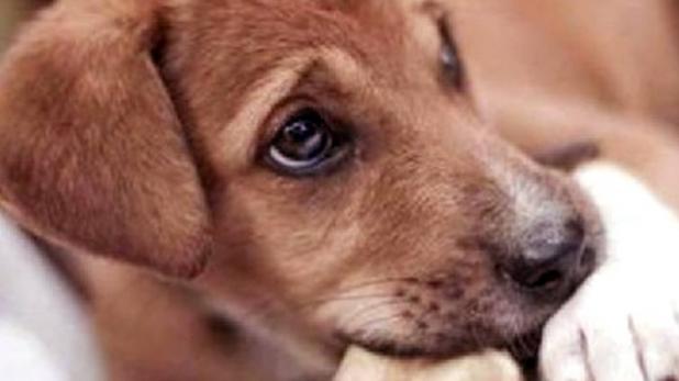 गजब! इस शख्स ने पुलिस के कुत्ते को काटा..., वजह जानकर हो जाएंगे हैरान