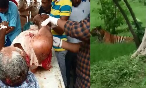 पीलीभीत: जंगल किनारे खेतों पर काम कर रहे मजदूरों पर बाघ ने किया हमला