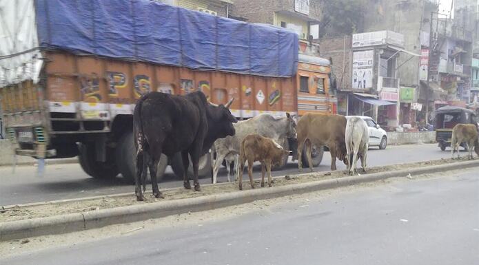 छुट्टा जानवरों के आतंक से जनपदवासी परेशान