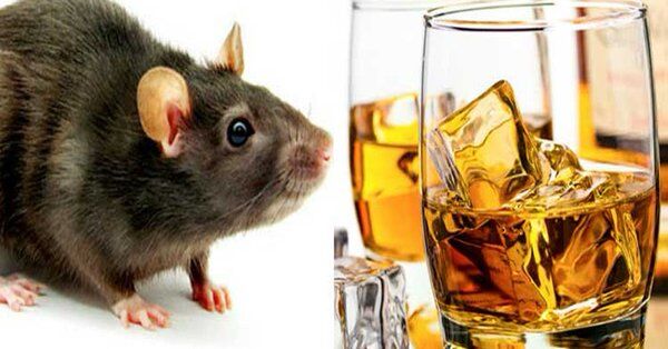 यूपी के बरेली में चूहों ने पीली 800 लीटर शराब, फिर मचाया थाने में हंगामा