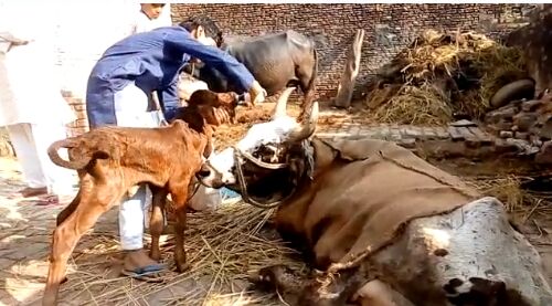 एक मुस्लिम परिवार कर रहा है पूरी शिद्दत से गाय की सेवा एक मुस्लिम परिवार कर रहा है पूरी शिद्दत से गाय की सेवा