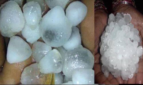 मुरादाबाद में पड़े ओले, किसानों की फसल को भारी नुकसान मुरादाबाद में पड़े ओले, किसानों की फसल को भारी नुकसान