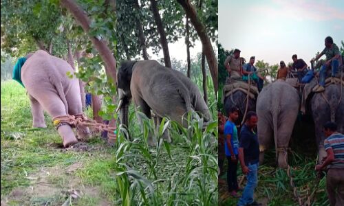 रामपुर में चला एसपी डॉ अजयपाल शर्मा का ऑपरेशन गजराज रामपुर में चला एसपी डॉ अजयपाल शर्मा का ऑपरेशन गजराज