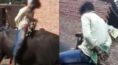 रामपुर में मासूम के साथ दुष्कर्म, आरोपी को भेंसा पर बिठाकर घुमाया , वीडियो वायरल , आरोपी गिरफ्तार रामपुर में मासूम के साथ दुष्कर्म, आरोपी को भेंसा पर बिठाकर घुमाया , वीडियो वायरल , आरोपी गिरफ्तार