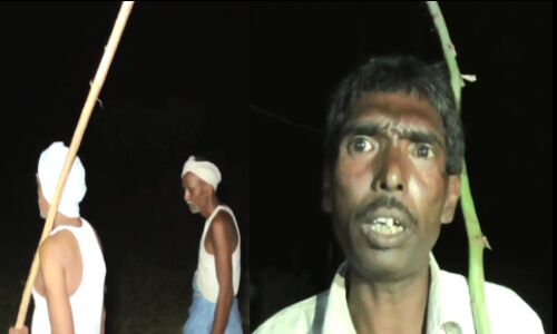 यूपी में आवारा पशुओं से परेशान किसान, रात के अंधेरे में टार्च के सहारे रखवाली करता किसान यूपी में आवारा पशुओं से परेशान किसान, रात के अंधेरे में टार्च के सहारे रखवाली करता किसान