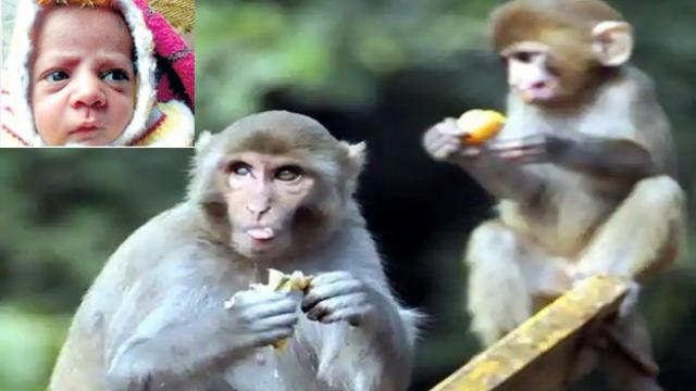 दर्दनाक : मां पिला रही थी 12 दिन के बच्चे को दूध, फिर बंदरों ने छीना और पटक कर मार डाला दर्दनाक : मां पिला रही थी 12 दिन के बच्चे को दूध, फिर बंदरों ने छीना और पटक कर मार डाला