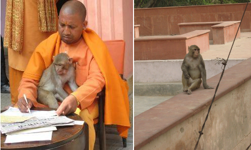 मथुरा : बंदरों को दूर रखने के लिए CM योगी आदित्यनाथ ने दिया यह मंत्र