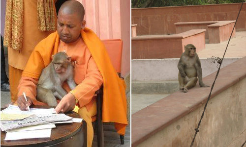 मथुरा : बंदरों को दूर रखने के लिए CM योगी आदित्यनाथ ने दिया यह मंत्र मथुरा : बंदरों को दूर रखने के लिए CM योगी आदित्यनाथ ने दिया यह मंत्र