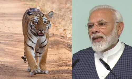 वर्ल्ड टाइगर डे पर मोदी ने कहा- भारत में अब 3 हजार बाघ, हम उनके सबसे सुरक्षित निवास स्थानों में से एक