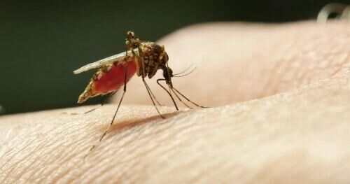 छत्तीसगढ़ में डेंगू का कहर जारी छत्तीसगढ़ में डेंगू का कहर जारी