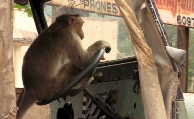 ...जब एक बन्दर बना बस ड्राइवर!