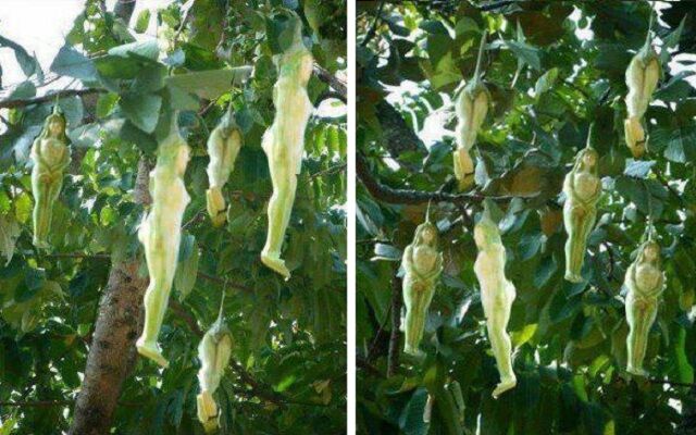 बिना कपड़ों वाली लड़की की तरह दिखने वाला अजीबोगरीब फल, जानें क्या है हकीकत